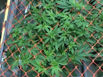 8EB9B67A-444A-4075-9888-034143E4A33F