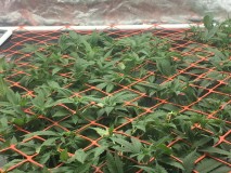 76231DD6-4BE5-45FF-9922-74C5B260AF53