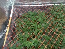 ED027EA1-16D0-4ABB-ABF3-750E93608CDE