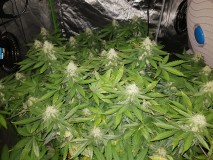 Ugorg Blues 5 weeks flower