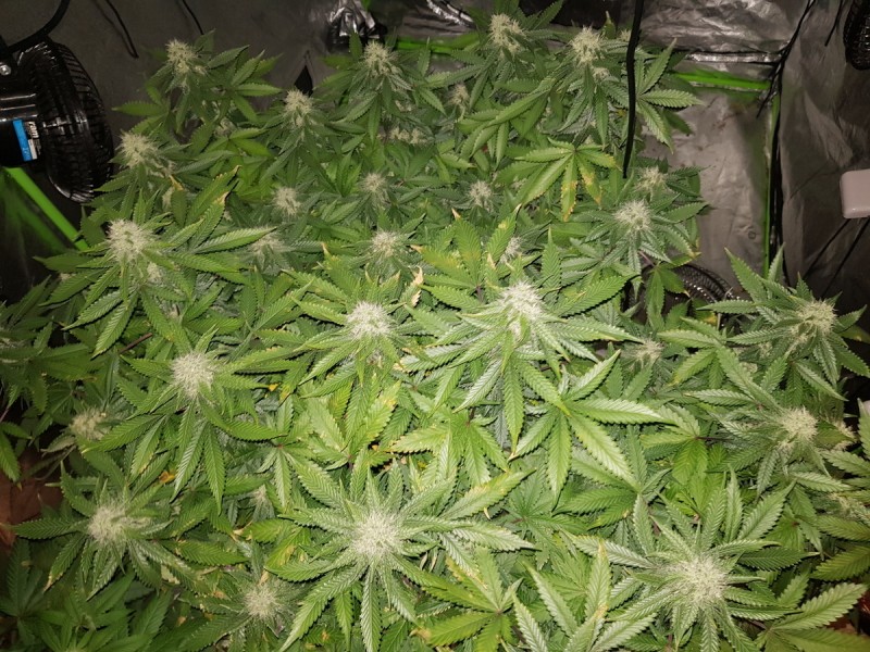 Ugorg Blues 5 weeks flower