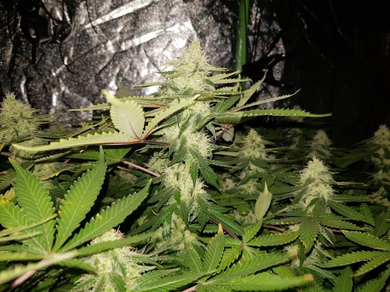 Ugorg Blues 5 weeks flower