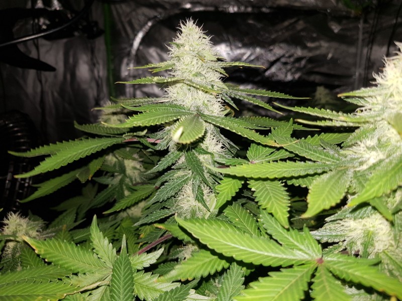 Ugorg Blues 5 weeks flower