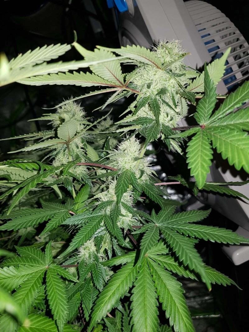 Ugorg Blues 5 weeks flower