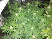 Royal queen seeds Legendary Punch 3 weeks flower