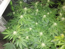 Royal queen seeds Legendary Punch 3 weeks flower