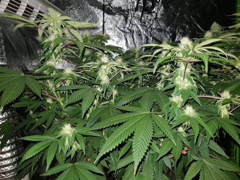 Royal queen seeds Legendary Punch 3 weeks flower