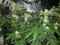 Royal queen seeds Legendary Punch 3 weeks flower