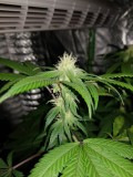 Royal queen seeds Legendary Punch 3 weeks flower