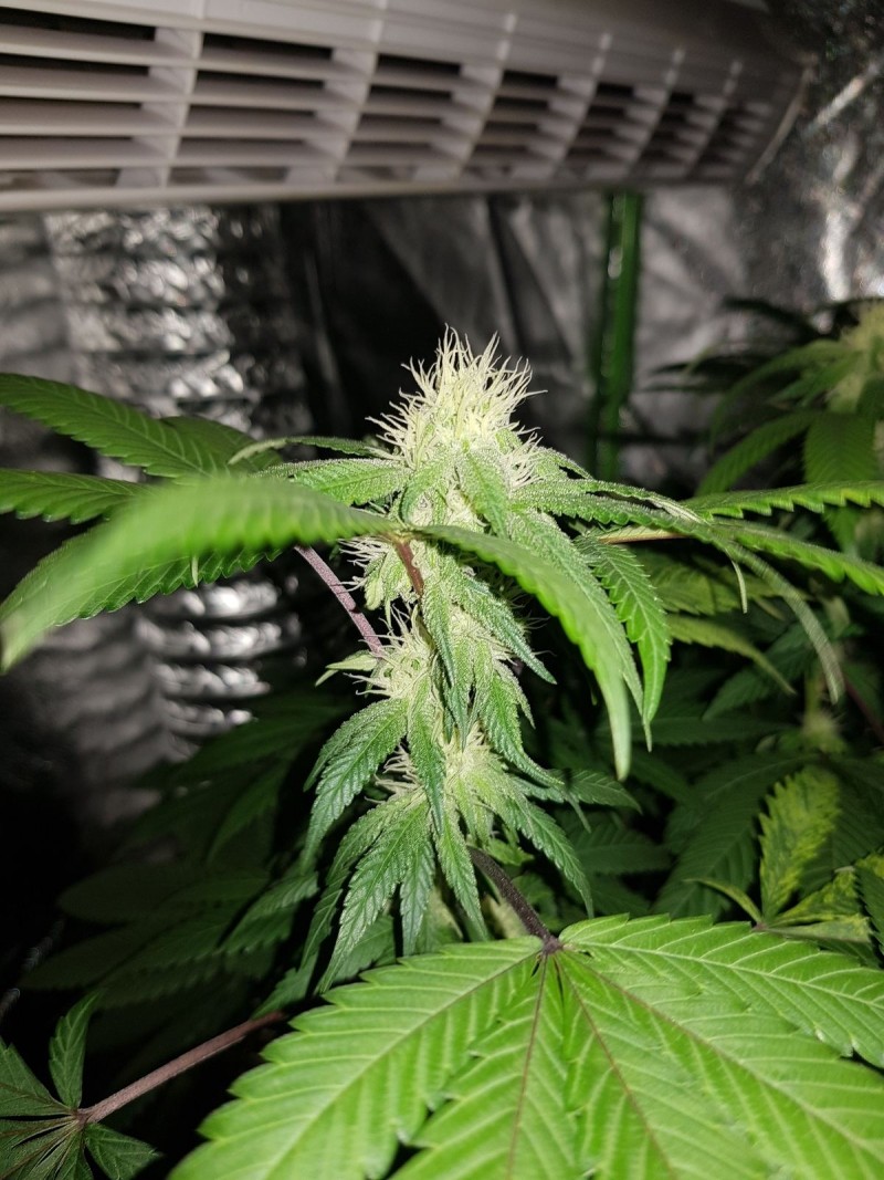 Royal queen seeds Legendary Punch 3 weeks flower