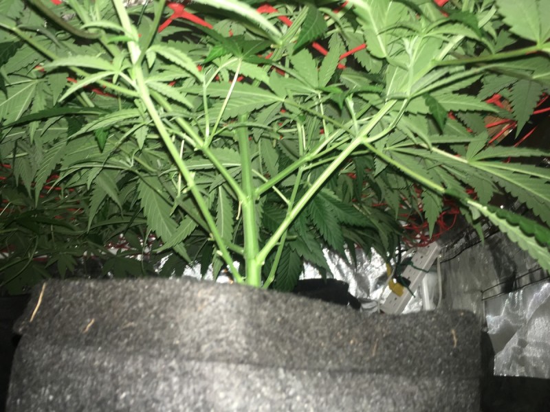 52B91A62-BCF7-4578-ABD9-164669DF83EE