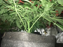 52B91A62-BCF7-4578-ABD9-164669DF83EE