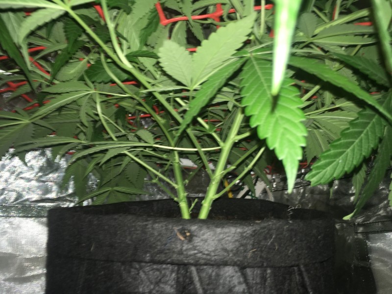 2196906D-D98F-46DA-890C-830A7734A529