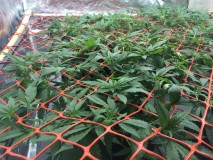 92CD7BA8-7CFB-4986-A17B-47B0FD0F81AA