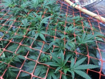 07EDD286-37A7-465F-8DAD-7E5B4B11EC4A