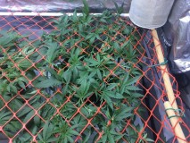 19FA74CB-3717-4FEE-BF61-D8469F8175A2