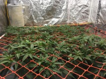 2338A953-491B-49F7-AF13-3D5D1B643958