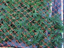 A9BB9E42-3CC9-4B38-AF75-7EF9968547CA