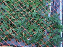 C7AF9F9A-69C4-4177-9530-8AFA7FAF3BF8