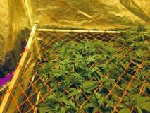 8D77CA05-70BA-41A7-8609-B08C0A7AA636