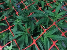 1514240F-0644-4F22-BEE3-6C7932D088F3