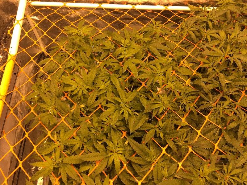 A7236C55-442A-4684-BB6A-34F0E22979B8