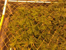 A7236C55-442A-4684-BB6A-34F0E22979B8