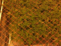 82DE1CD5-31C4-4160-945A-7D71101F0AAE