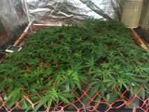 3500DDA5-3555-4081-97EB-DB15587F08DE