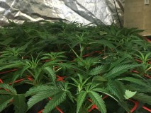 FE8DD1EF-4D77-4C1A-BEB0-AC724D0F358B