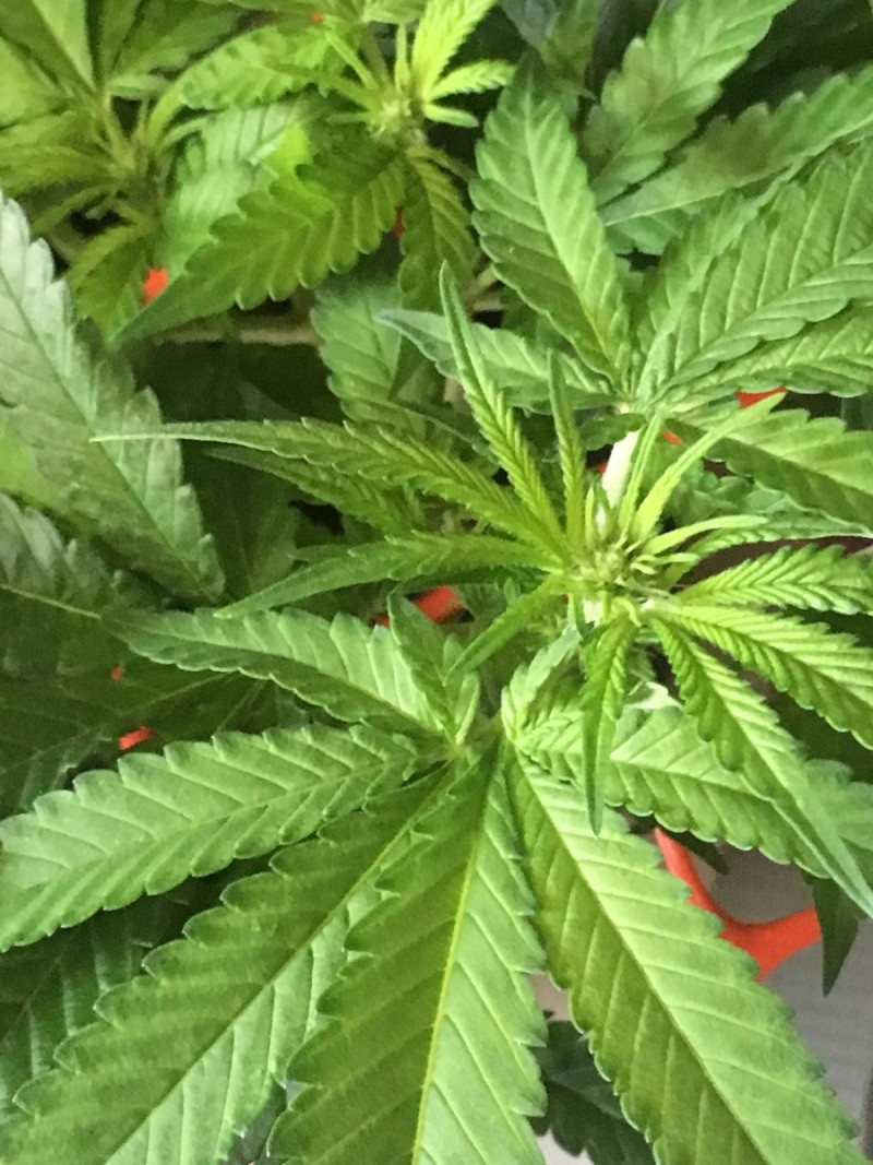 EE7869B1-B0FF-4451-A423-A12F41FAC627