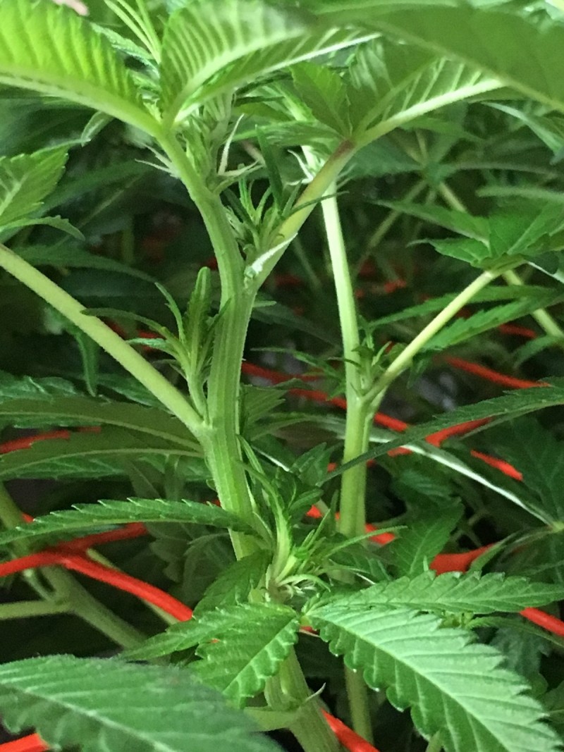 E967FC68-441F-41C4-A976-C45A6B741DD6