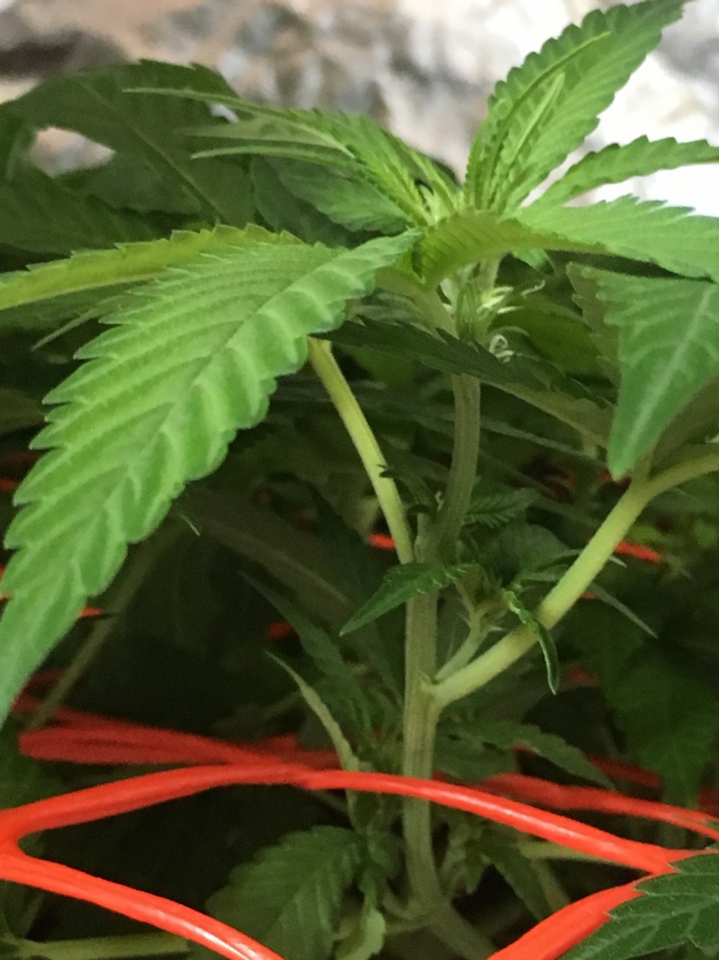 5999E1A2-B81B-466B-8E6F-9FA78EF281BC