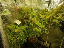 Green house seeds Franco lemon cheese chop day