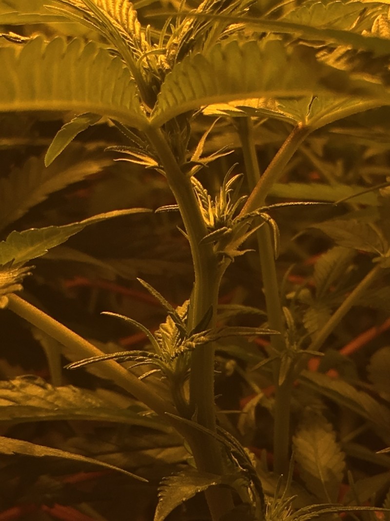 2753BCD5-42F2-4C38-AEFA-75297B6ABCC3