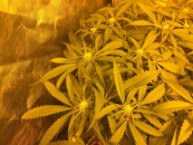 96F61277-7C0F-49B6-8423-D9E602A7B182