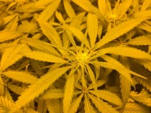 C3F7EA4E-7379-428A-8DA0-94EE6E59DC38