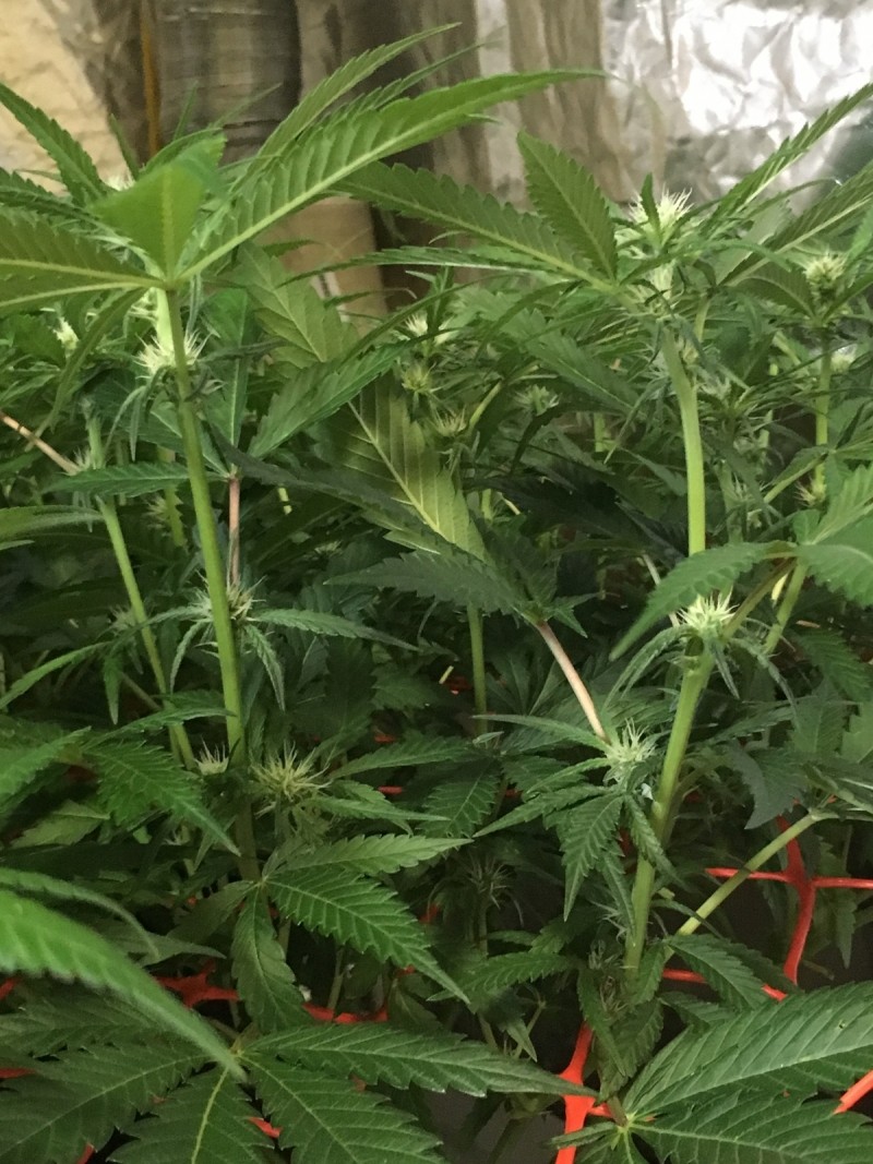 6F98515A-9A50-4F13-8F87-5F20C57DA0EA