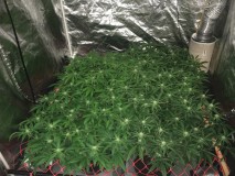 F2C61216-8ACE-4AE0-B548-FCBEA78FFBBE