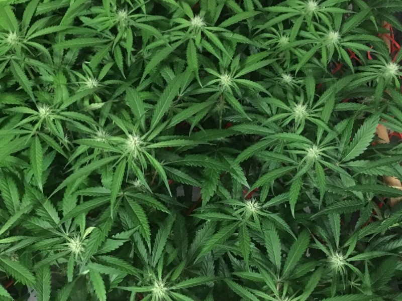 DBB6DB5A-751A-4204-803D-ACC8C57722C7