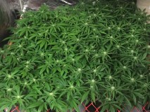 75A30510-9542-4153-84CF-49B71CF579B2