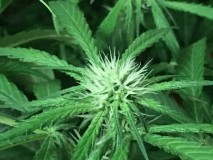 410A7B44-42A5-47ED-A2ED-5B63243D0A03