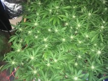 D1BEEE64-FF2C-4E5A-99CB-5C19E9FA0901