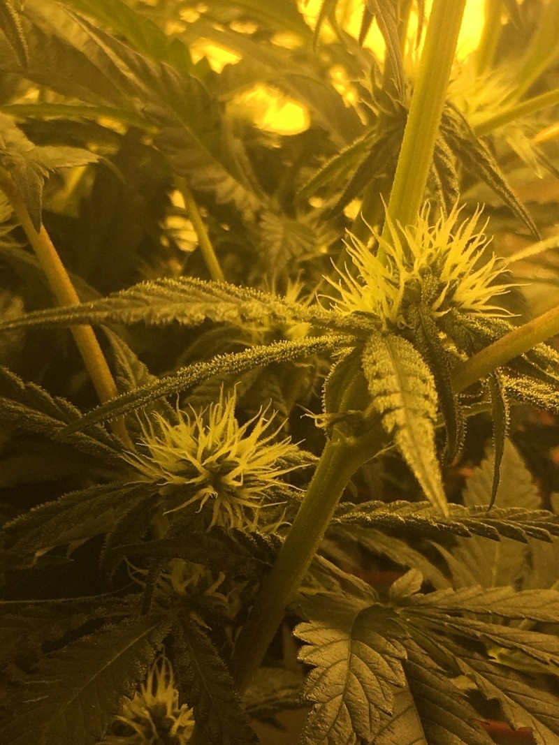 530B5D79-6C9A-47B4-BAC1-1E25C37BB2EA