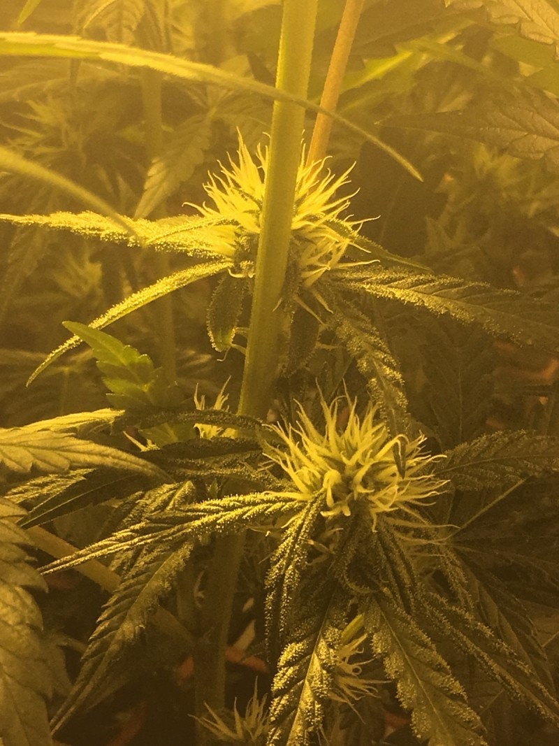 E6249E55-DC3A-43A1-9B29-9FD8282C8FE2