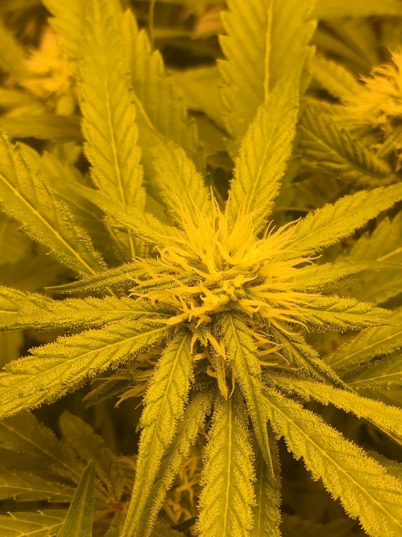 FF5A021D-710C-4444-AF7A-BA35DB273ABB