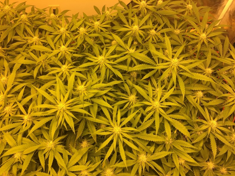 9CF5826C-D0C8-46CA-8DD4-970567A5F74D