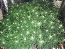 D66852E6-70E9-41D7-9547-AE4DB631F987