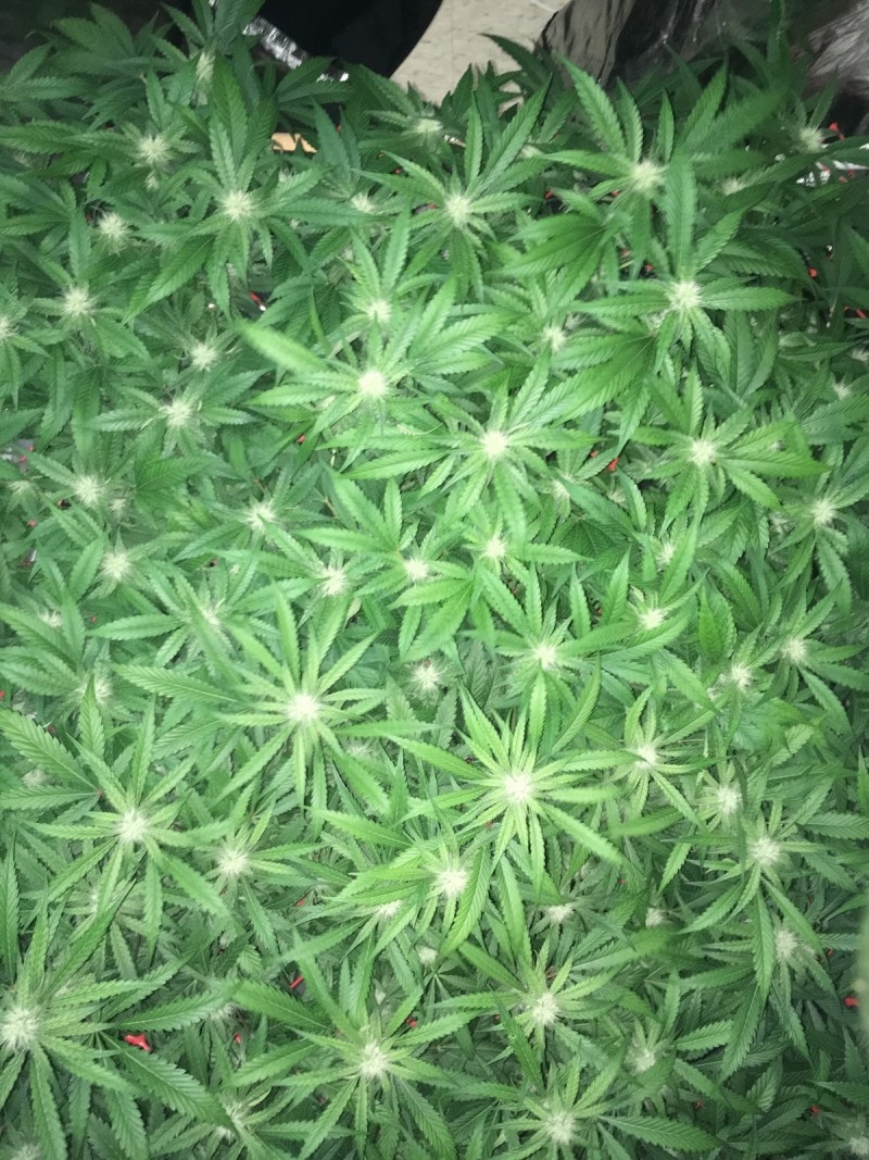 BB4E1C48-5599-4CAD-AD92-99696A173D4B