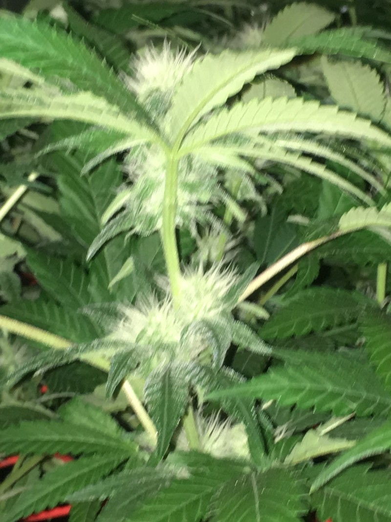 EEB1B6A6-4E0E-4F09-A31B-C62F1AAEC1FE